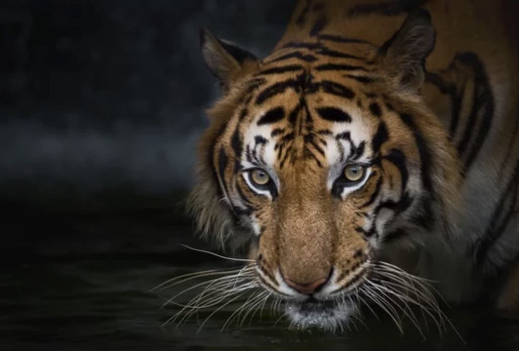 Animaux